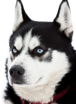 Portrait of a beautiful blue eyed siberian Husky dog