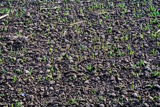 Winter wheat