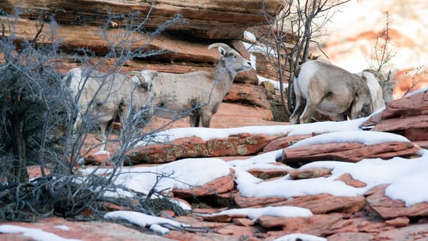 A band of mountain goats forage for food around the mountainside
