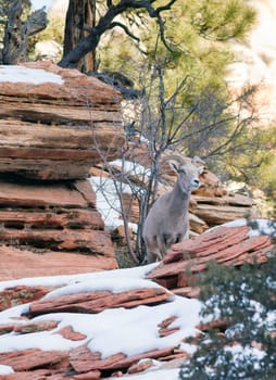 Wild Animal Alpine Mountain Goat Sentry Protecting Band Flank Forest
