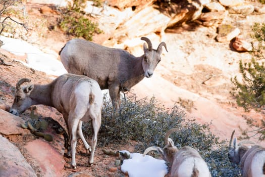 A band of mountain goats forage for food around the mountainside
