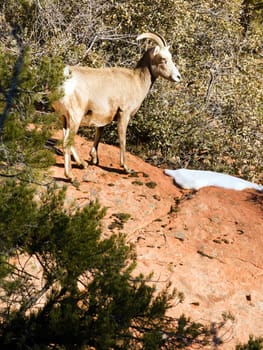 Wild Animal Alpine Mountain Goat Sentry Protecting Band Flank Forest