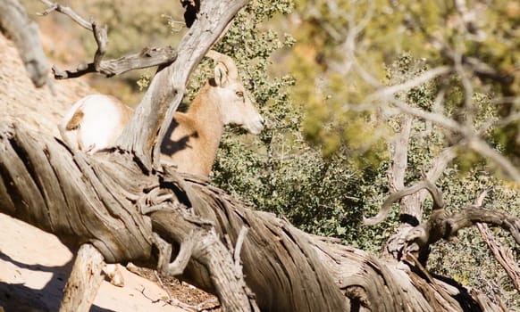 A Male Buck Mountain Goat Sentry Hanging Back Watching Protecting His Member Band Flank High Forest