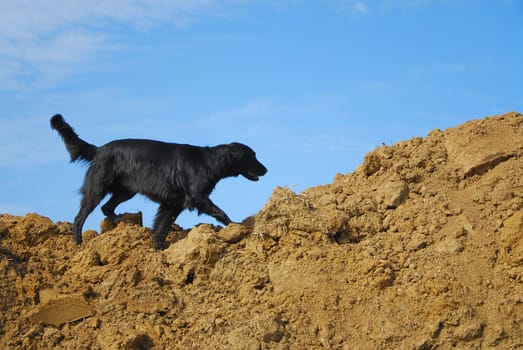 Dog Retriever Sniffer Dog