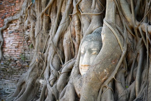 Buddha Head Surrounded by Roots in Ayutthaya