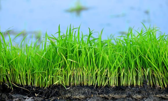 Rice Seedlings