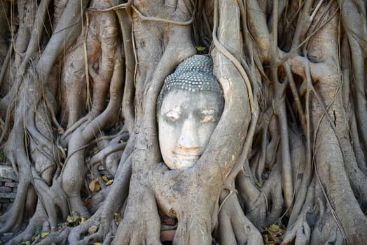 Buddha Head Surrounded by Roots in Ayutthaya