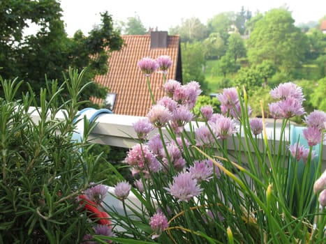 Blooming chives and rosemary on the balcony