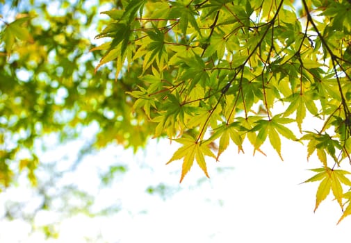 Autumn maple leaves
