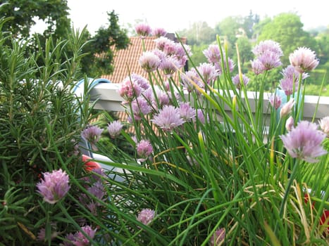 Blooming chives and rosemary on the balcony