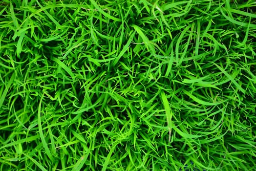 Rice Seedlings