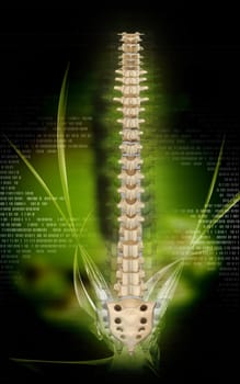 Digital illustration of back bone in colour background