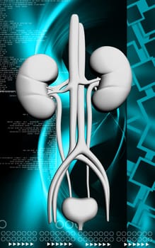 Digital illustration of kidney in colour background