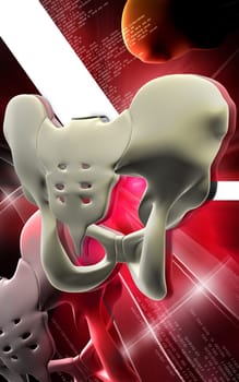 Digital illustration of pelvic girdle in colour background