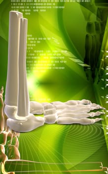 Digital illustration of Leg bone in colour background