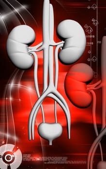 Digital illustration of kidney in colour background