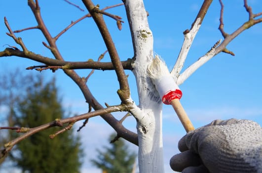 Baum weissen - tree whitening 01