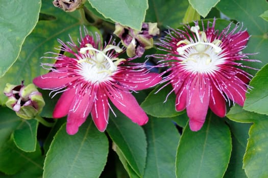 A couple of vibrant red and white passion flowers with green leaves background growing outside in sunny tropical Florida during the day..