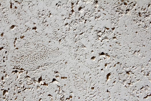 Sunny outdoor beige cream wall tile that has impressions of ferns and natural indentation formations in it.