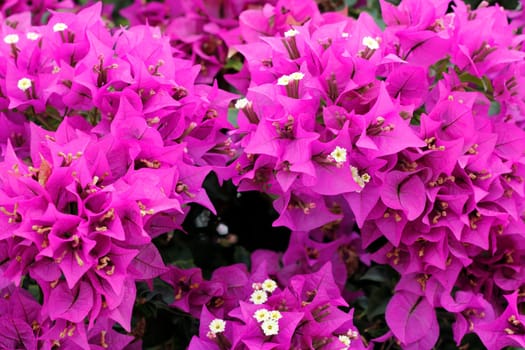 Close-up backdrop of beautiful bright fuchsia bougainvillea shrub growing outside on a sunny day in tropical south Florida..
