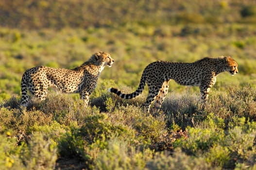 A shot of a wild cheetah in captivity