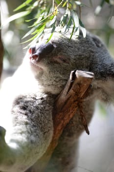 An Australian Koala in its natural habitat
