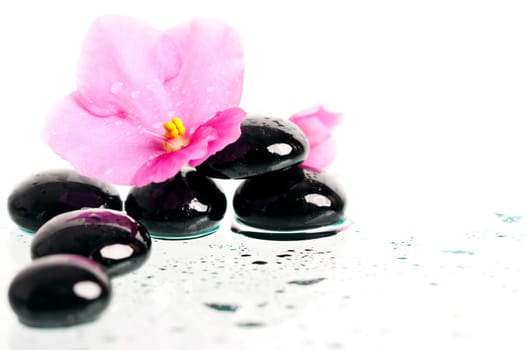 Black spa stones and pink flower on white background