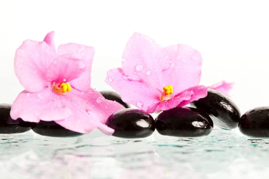 Black spa stones and pink flower on white background