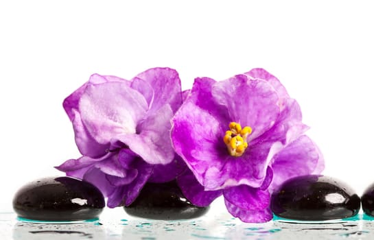 Black spa stones and pink flower on white background