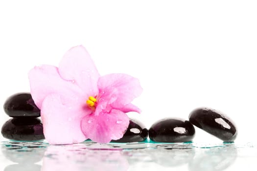 Black spa stones and pink flower on white background