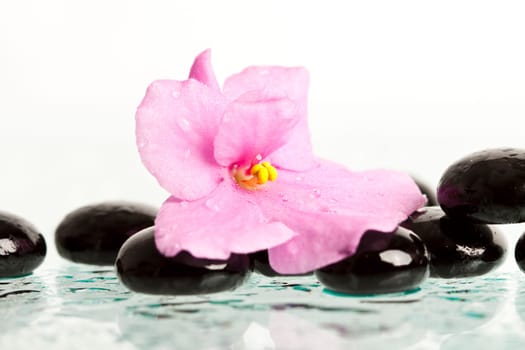 Black spa stones and pink flower on white background