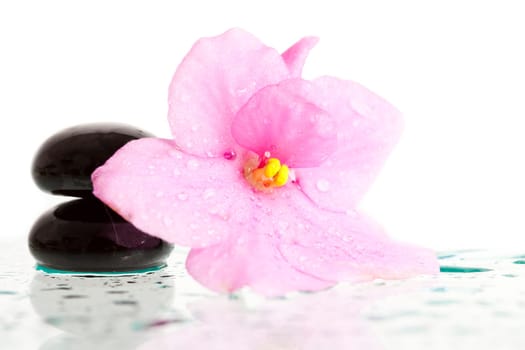 Black spa stones and pink flower on white background