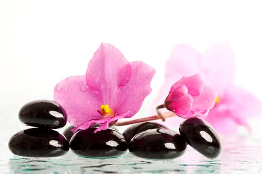 Black spa stones and pink flower on white background