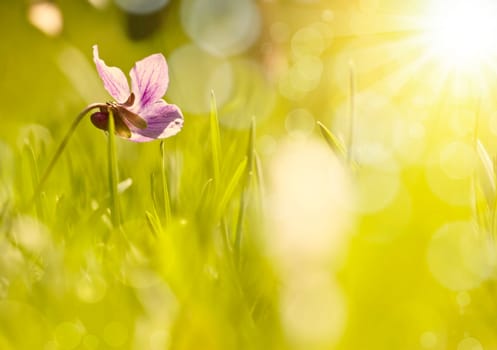Abstract colorful blurred spring background