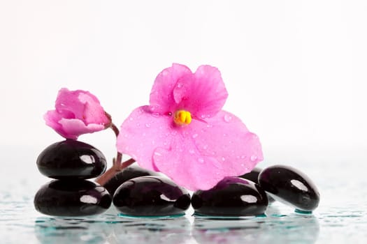 Black spa stones and pink flower on white background