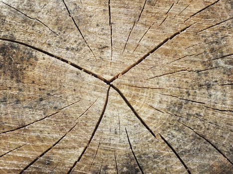 Old wood