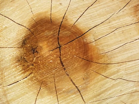 Wood