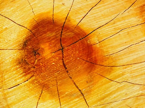 Wood