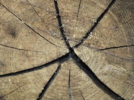Old wood