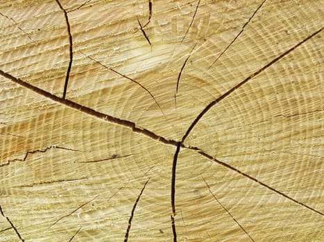 Old wood