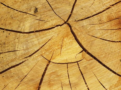 Wood