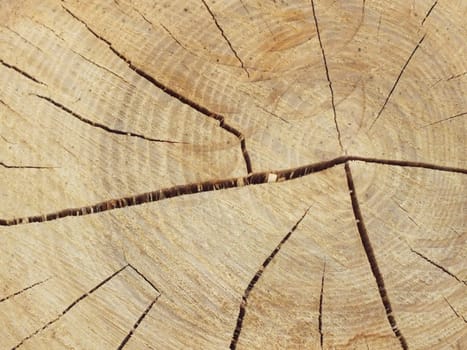 Old wood