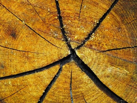Wood