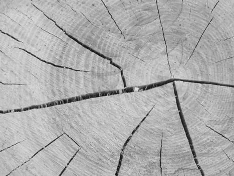 Old wood