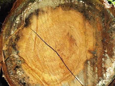 Wood