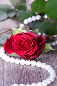 A Red Rose With Pearls on Timber as Background