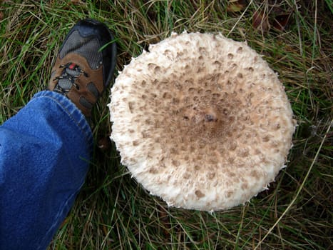 Parasol in the grass