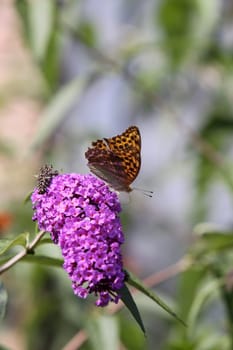 Emperor's coat on lilac