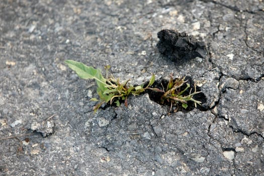 Plant breaks through an asphalt surface