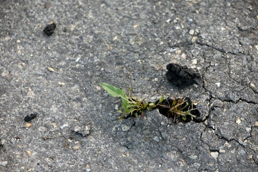 Plant breaks through an asphalt surface